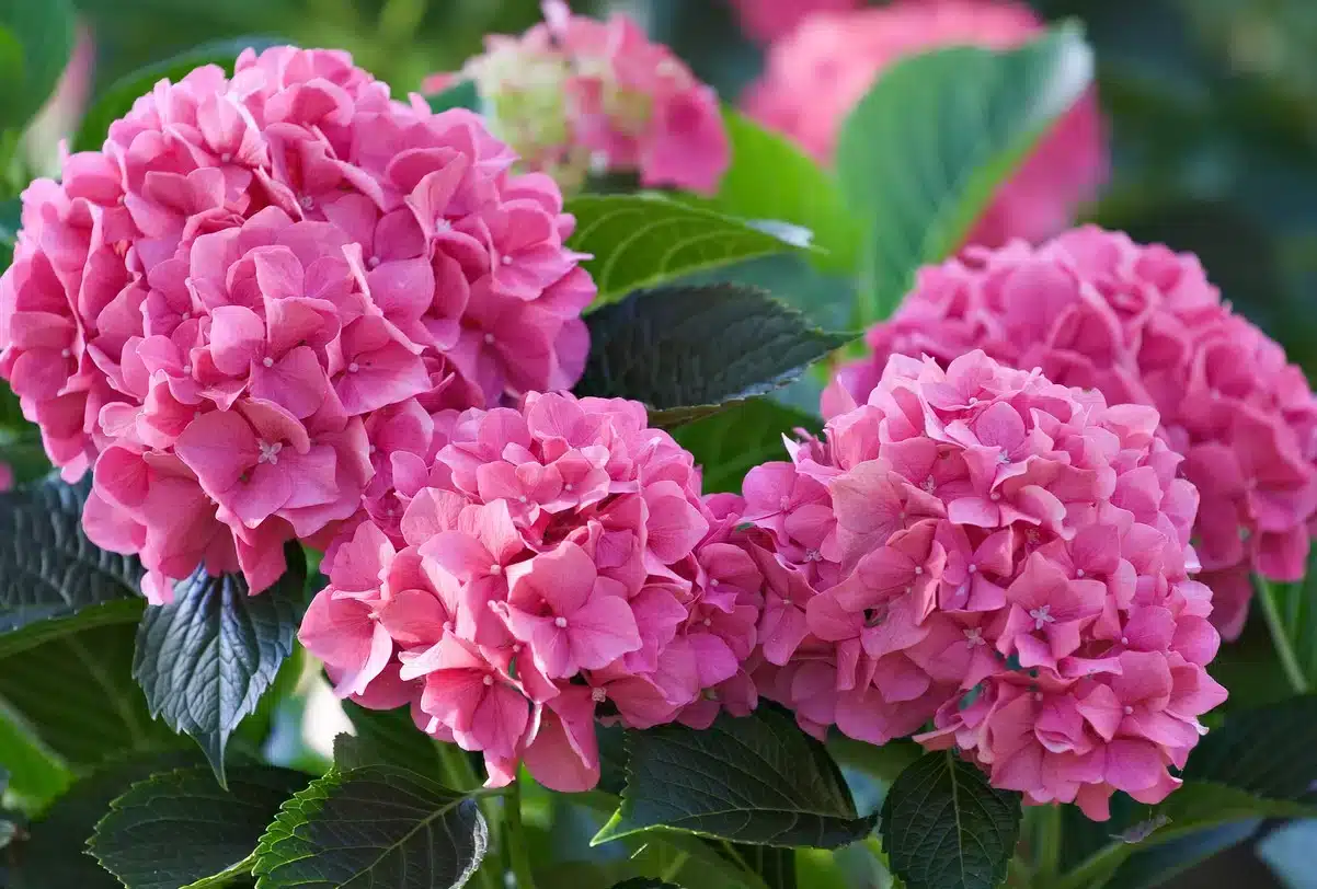 hortensias n’oubliez pas ce geste primordial à effectuer avant le mois de novembre, pour avoir une floraison incroyable