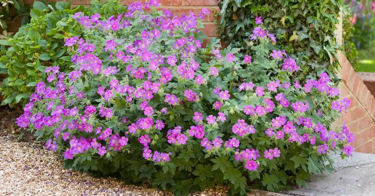 jardin cette fleur élue plante du siècle pour sa beauté est à planter ce printemps et elle ne nécessite aucun entretien