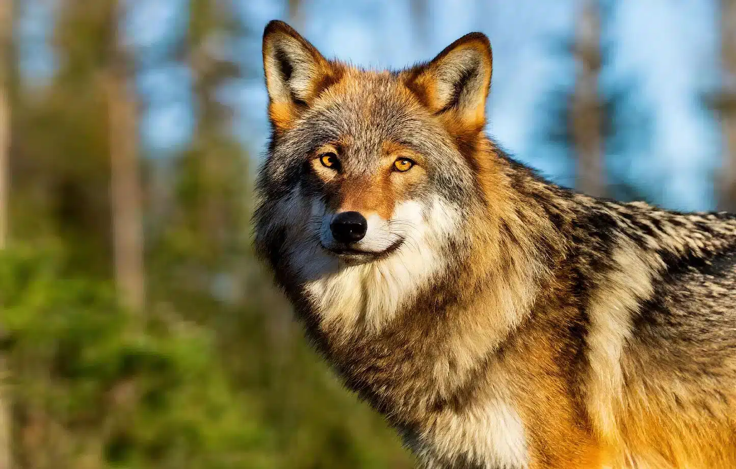 loups voici la liste complète des régions de france où leur présence explose en 2025