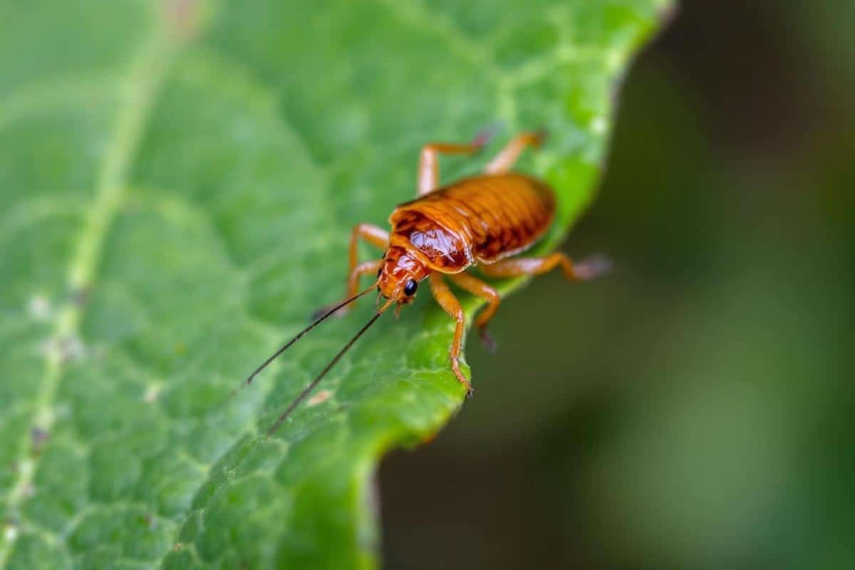 Cafard de jardin : comment s'en débarrasser ?