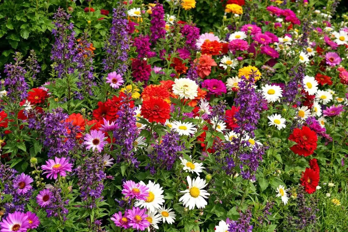 Quel massif de vivaces fleurit toute l'année ?