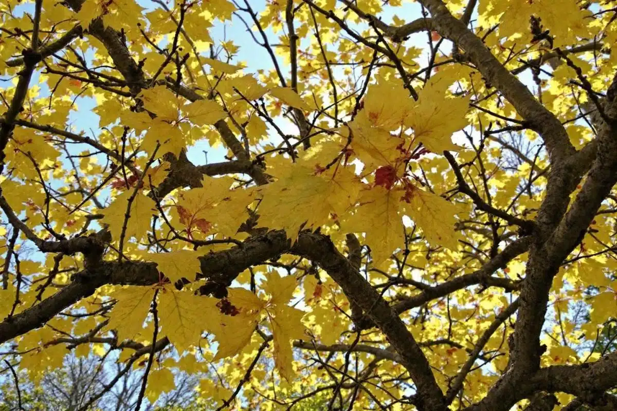 Olivier qui perd ses feuilles : causes et solutions