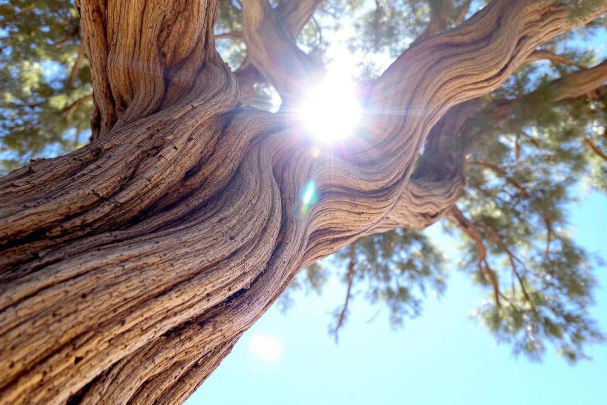 Comment mettre en valeur un olivier ?