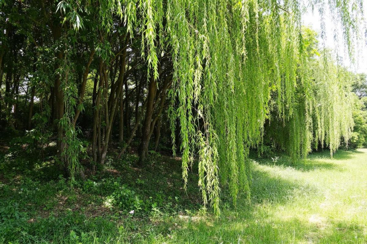 Liste des arbres à croissance rapide