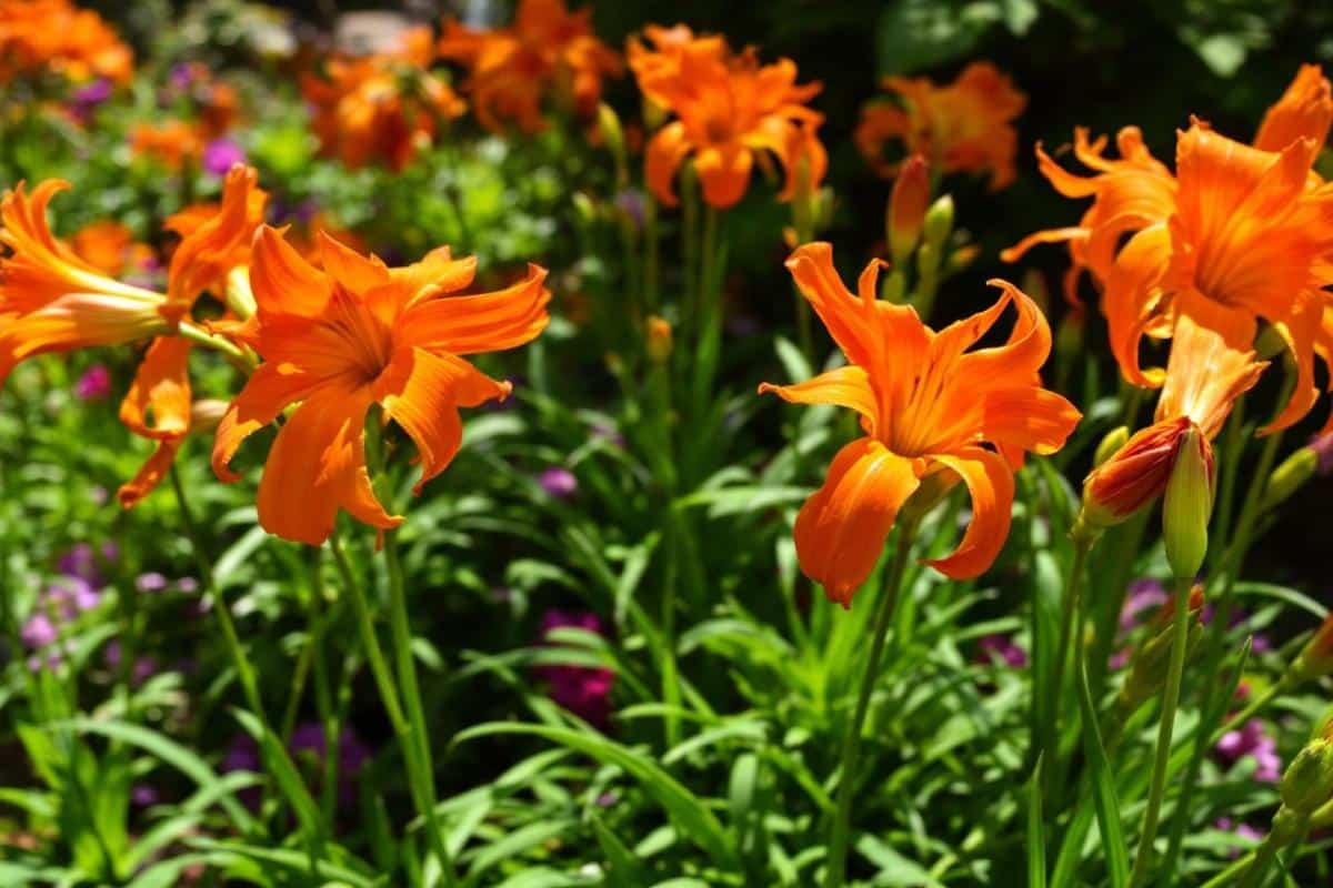 Agapanthe orange : plantation, culture et entretien