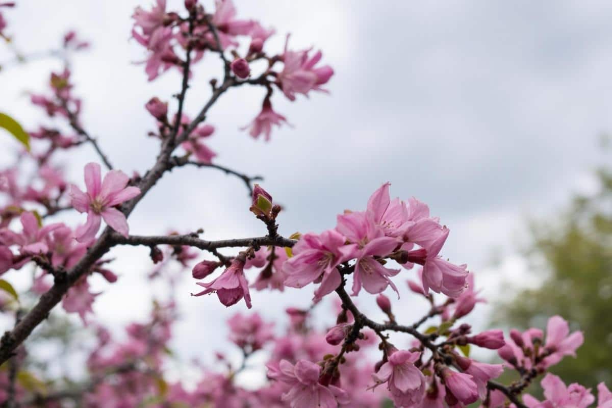 Quels sont les inconvénients de l’Arbre de Judée ?