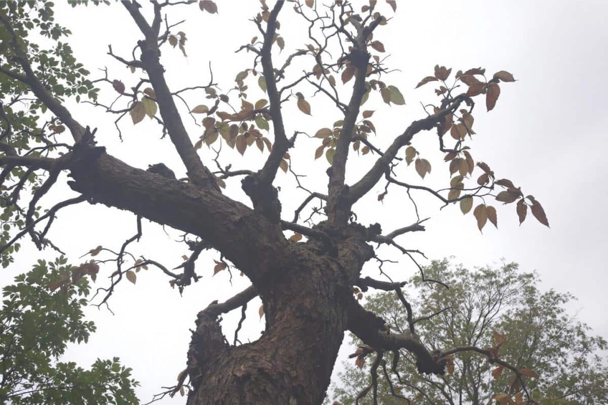 Quels sont les inconvénients de la paulownia ?
