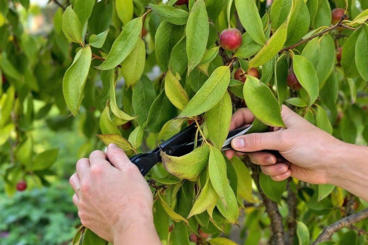 Quand et comment tailler un saule crevette ?